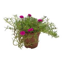 Portulaca Grandiflora محكمه