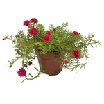 Portulaca Grandiflora محكمه