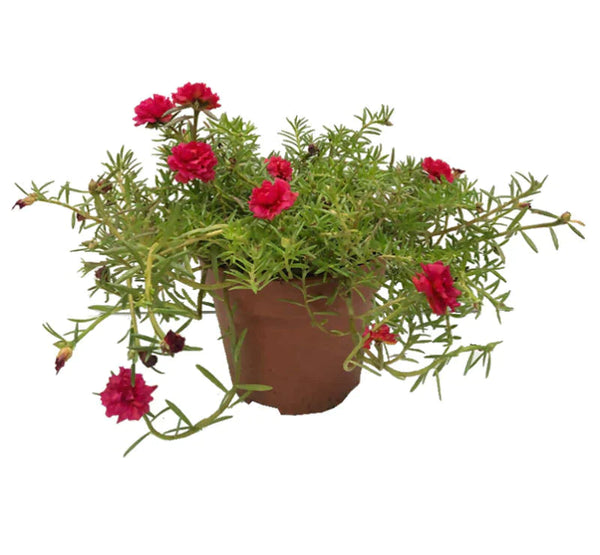 Portulaca Grandiflora محكمه