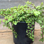 Portulacaria afra-PR-GROUNDCOVER-W:0-S:14 cms-H:10 cms
