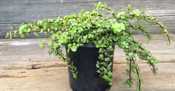 Portulacaria afra-PR-GROUNDCOVER-W:0-S:14 cms-H:10 cms