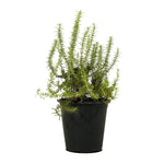 Rosemary