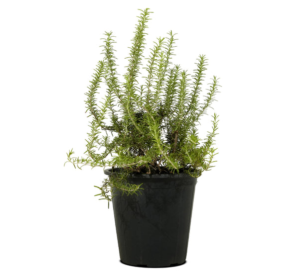 Rosemary