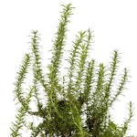 Rosemary