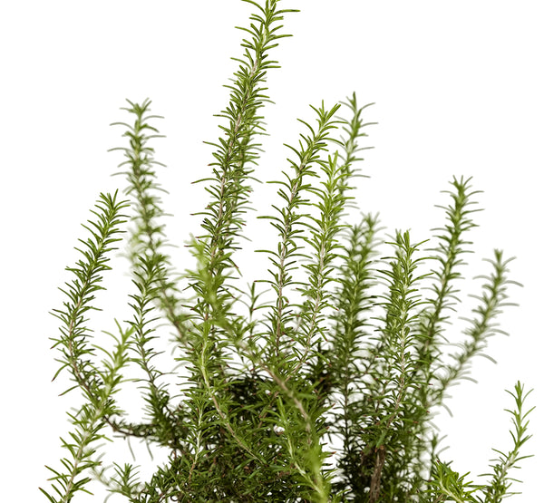 Rosemary