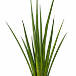Sansevieria Cylindrical