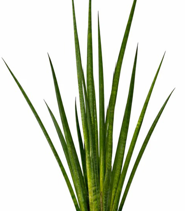 Sansevieria Cylindrical