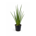 Sansevieria Cylindrical