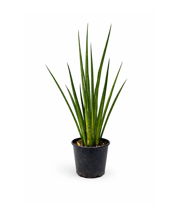Sansevieria Cylindrical