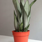 Sanseverea White - S:18 cm