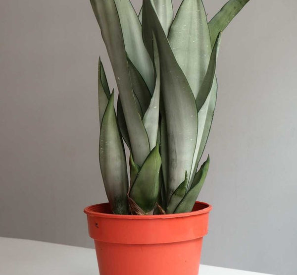 Sanseverea White - S:18 cm