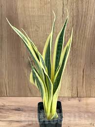 Sanseverea Yellow-25 cms pots & 80 cms height