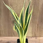 Sanseverea Yellow  -PR-Shrub-W:0-S:18 cms-H:70 cms