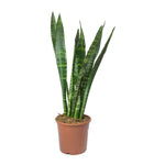 Sanseveria Green-S:18 cms-H:25 cms
