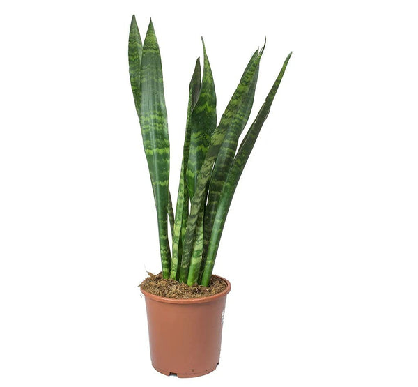 Sanseveria Green-S:18 cms-H:25 cms