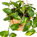 Scindapsus Hanging