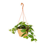 Scindapsus Hanging