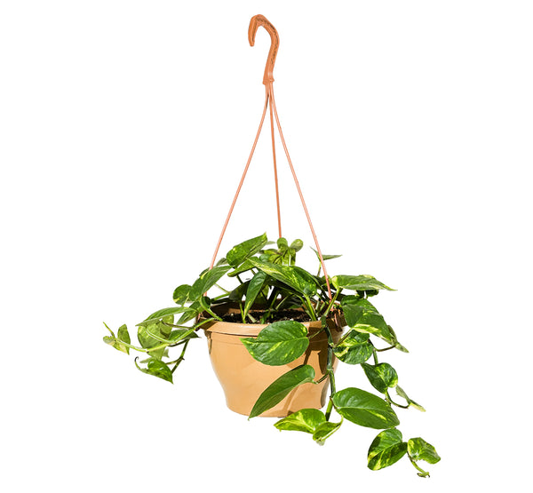 Scindapsus Hanging