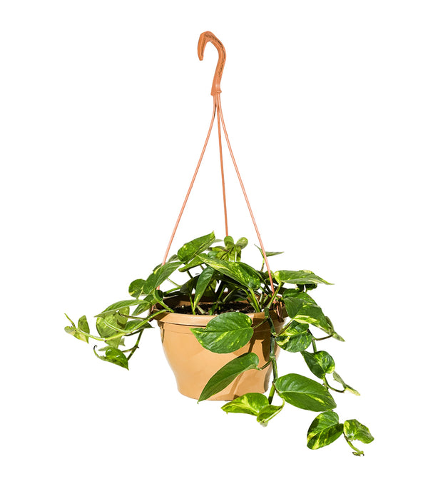 Scindapsus Hanging