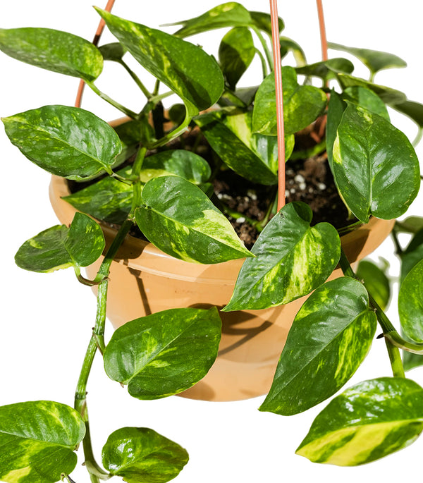 Scindapsus Hanging