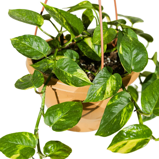 Scindapsus Hanging