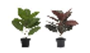 35  x 35 x 48cm  S-2 14x14x19 Elephant Leaf W-Plastic Pot(35x35x48CM)