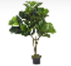 42 X 55 X 105cm  Fiddle Fig Leaf Tree,80 Leaves(50X50X105CM)