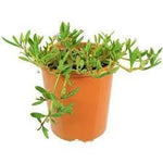 Sesevium - Size: 10 cms-PR-Ground Cover-W:0-S:10 cms-H:15 cms