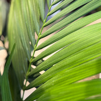 Mixed Tropical Collection in Cream Ceramic Planters