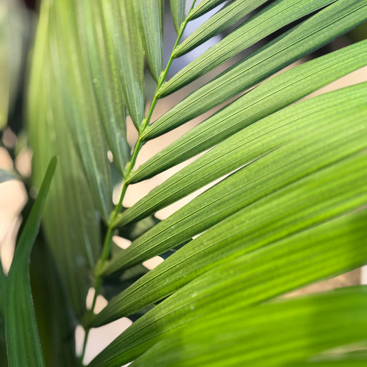 Mixed Tropical Collection in Gray Ceramic Planters