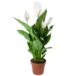 Spathiphyllum-IM-Shrub-W:0-S:24 cms-H:80 cms