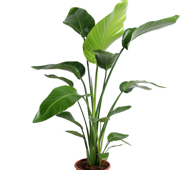 Strelitzia Reginae-IM-Tree-W:0-S:40 cms-H:1.5 mtrs