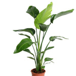 Strelitzia nicolai 3pp Pot - 35 cm