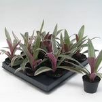 Tradescantia Spathacea ريو