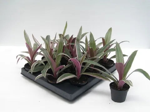 Tradescantia Spathacea ريو