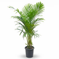 Dypsis Lutescens (Areca)