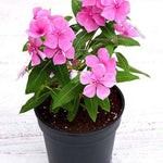 Vinca Rosea فنكاروز