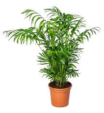 Chamaedorea -IM-Shrub-W:0-S:14 cms-H: 50cms
