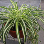 Chlorophytum Vitatum-PR-Shrub-W:0-S:18 cms-H:35 cms
