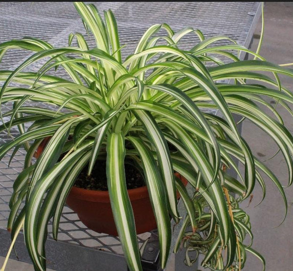 Chlorophytum Vittatum Hang on Green-14 cms pots & 65 cms height