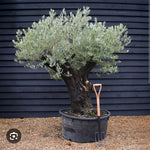 Olea Europaea Wire Plastic Bag