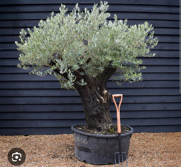 Olea Europaea Wire Plastic Bag