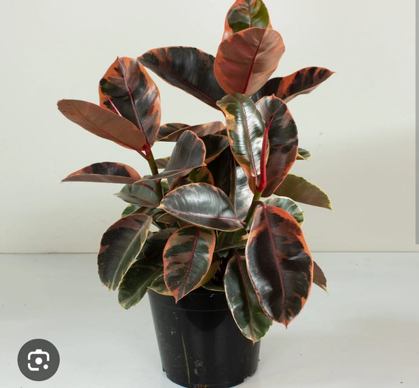 Ficus Ruby - S:25 cm