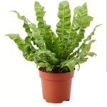 Asplenium nidus -LP-Indoor Plant-W:0-S:18 cms-H:30 cms