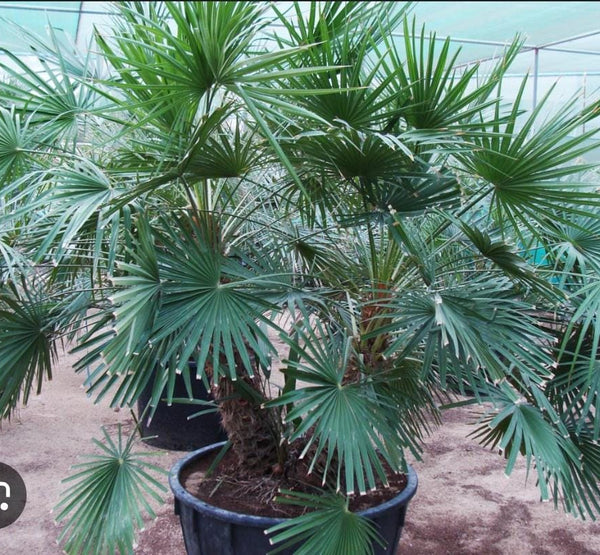Chamaerops Humilis Vulcano-IM-Shrub-W:0-S:50 cms-H:90 cms