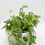 Monstera Premium Ceramic Planter