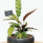 Calathea Lancifolia Premium Ceramic Planter
