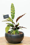 Calathea Lancifolia Premium Ceramic Planter