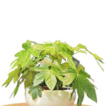 Fatsia Japonica Premium Ceramic Planter