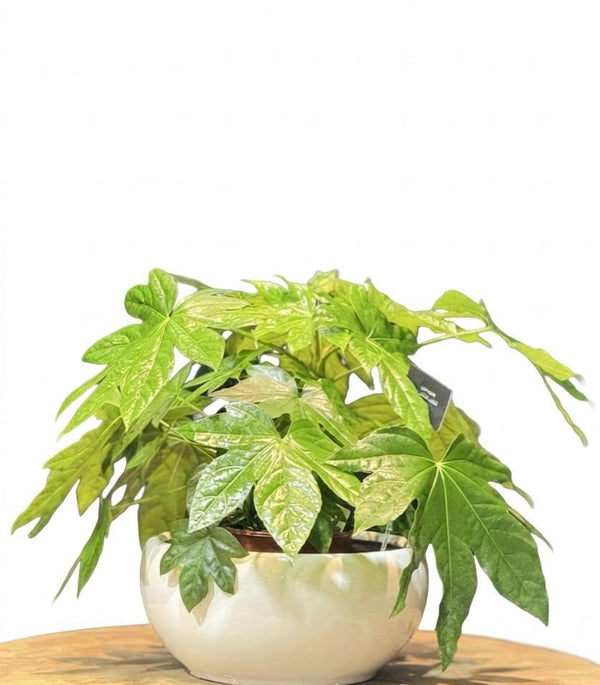 Fatsia Japonica Premium Ceramic Planter